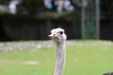 Ortak devekuşu, Struthio camelus veya sadece devekuşu