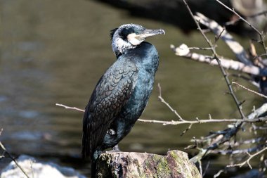 Büyük karabatak, Phalacrocorax carbo onun tüyleri kurutma.