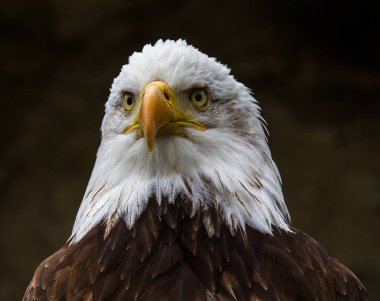 Kel kartal lat. haliaeetus leucocephalus portresi