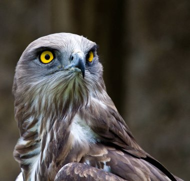 Bozkır yılan kartalı – circaetus gallicus olarak da bilinen bozkır kartalı