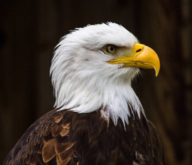 Kel kartal lat. haliaeetus leucocephalus portresi
