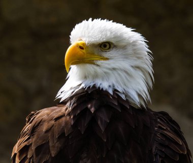 Kel kartal lat. haliaeetus leucocephalus portresi