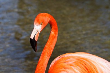 Amerikan flamingo, Phoenicopterus ruber büyük flamingo familyasından bir