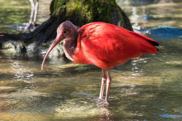 Scarlet ibis, Eudocimus ruber. Άγριας ζωής των ζώων στο ζωολογικό κήπο — Φωτογραφία Αρχείου