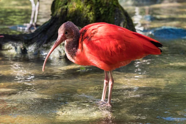 Ibis écarlate, Eudocimus ruber. Animaux sauvages dans le zoo — Photo