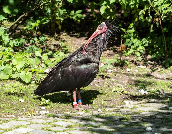 Norra Bald ibis Geronticus eremita i djurparken — Stockfoto