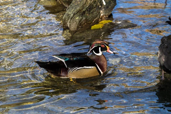 The wood duck or Carolina duck, Aix sponsa is a species of perching duck