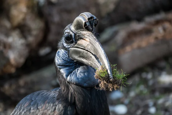 Abessinier Nördlicher Erdhornvogel, bucorvus abyssinicus seltsamer Vogel — Stockfoto