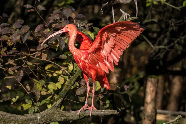 Scarlet ibis, Eudocimus ruber. Άγριας ζωής των ζώων στο ζωολογικό κήπο — Φωτογραφία Αρχείου