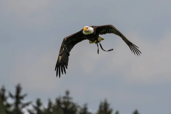 Flying bald eagle lat. haliaeetus leucocephalus in a park — Stock Photo, Image