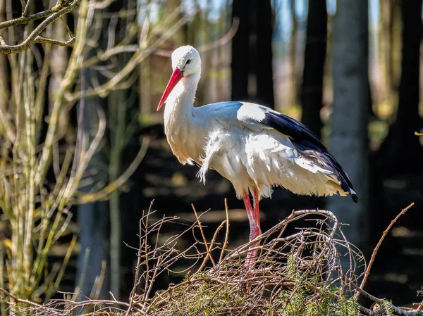 유럽 백색 황새, 독일 자연 공원에서 Ciconia ciconia — 스톡 사진