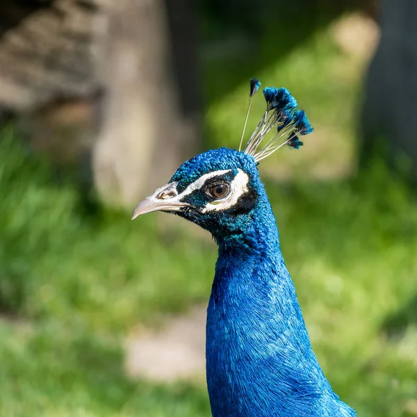 Pavo real indio o pavo real azul, Pavo cristatus en el zoológico —  Fotos de Stock