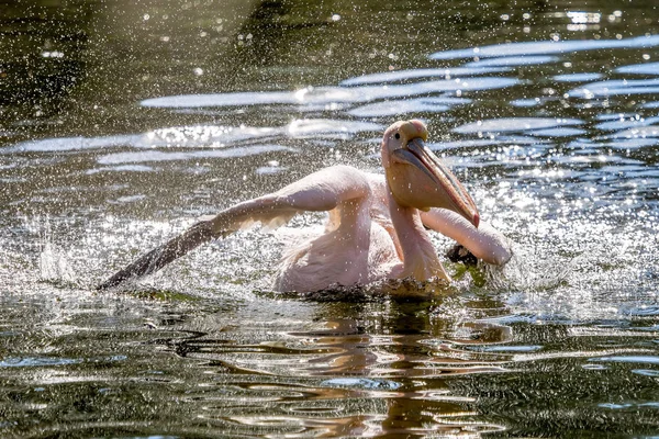 Weißpelikan, Pelecanus onocrotalus im Zoo — Stockfoto