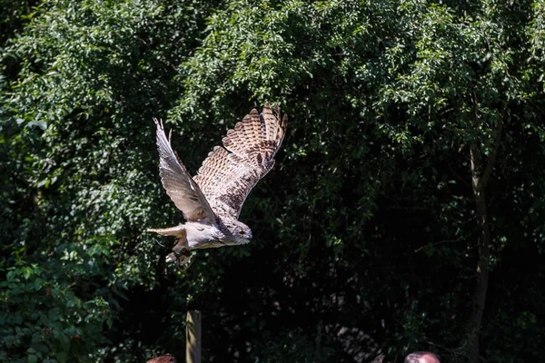 Euroasijské výr velký Bubo bubo v německé přírodní park — Stock fotografie