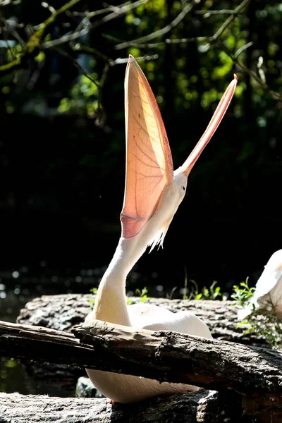 Weißpelikan, Pelecanus onocrotalus im Zoo — Stockfoto