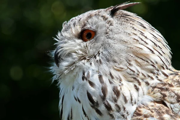 Sibiřské výr velký bubo bubo sibiricus. Největší sova na světě — Stock fotografie