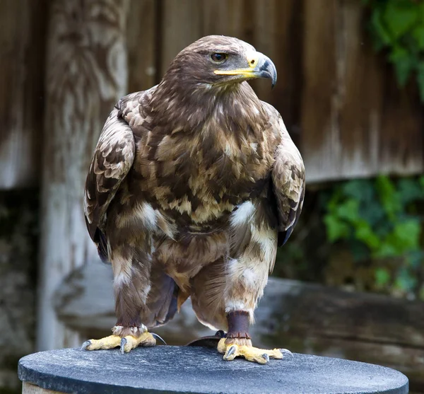 De Tawny Eagle, Aquila rapax is een grote roofvogel. — Stockfoto