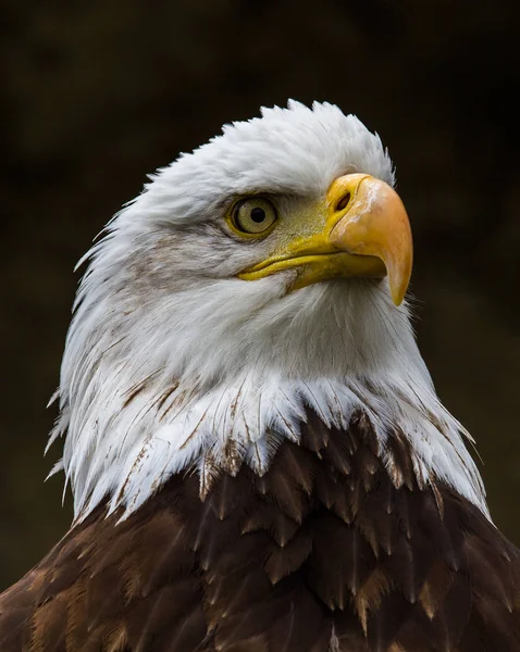 Porträtt av en skallig örn lat. haliaeetus leucocephalus — Stockfoto