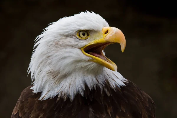 Egy kopasz sas lat. haliaeetus leucocephalus portréja — Stock Fotó