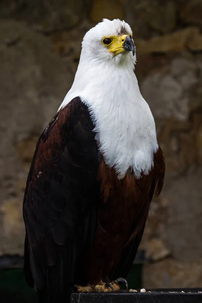 L'aquila pescatrice africana, Haliaeetus vocifer in un parco naturale — Foto Stock