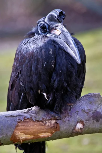 Abissínio norte Ground Hornbill, Bucorvus abyssinicus estranho pássaro — Fotografia de Stock