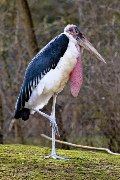 Der marabou-storch, leptoptilos crumenifer ist ein großer watvogel — Stockfoto