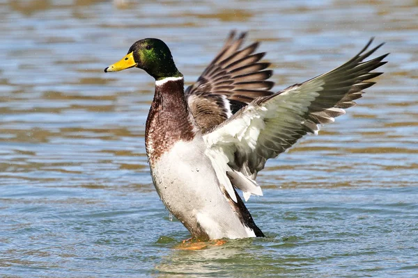 Wild duck or mallard, Anas platyrhynchos in lake — Stock Photo, Image