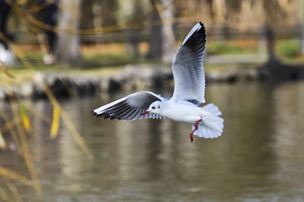 Avrupa ringa martı Larus argentatus büyük bir martı olduğunu. — Stok fotoğraf