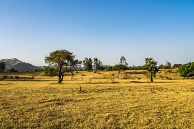 Mavi Nil Şelalesi, Tis-ruhum Etiyopya'da Brahman veya Zebu boğa yakınındaki