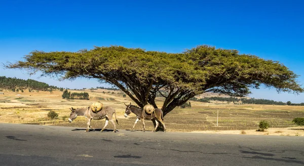 Árbol grande en el camino de Gondar a las montañas Simien, Etiopía, África — Foto de Stock