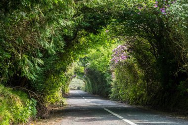 İrlanda Vee Vadisi'nde büyüyen ormangülü.