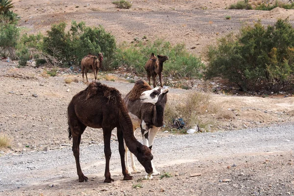 Kamele in den marokkanischen Bergen zwischen midelt abd erfoud — Stockfoto