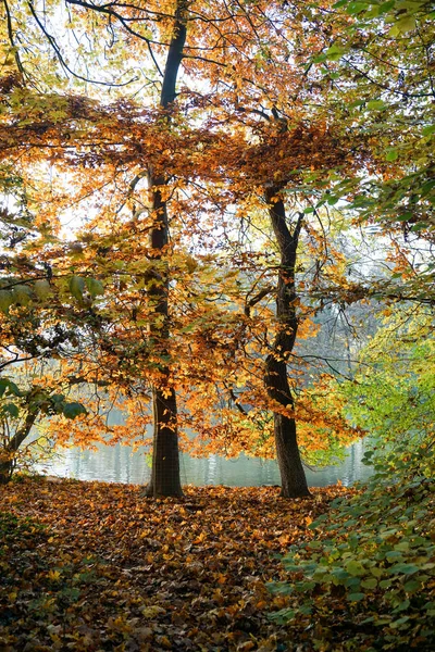 Widok jesienny ogród angielski, Monachium, Niemcy. — Zdjęcie stockowe