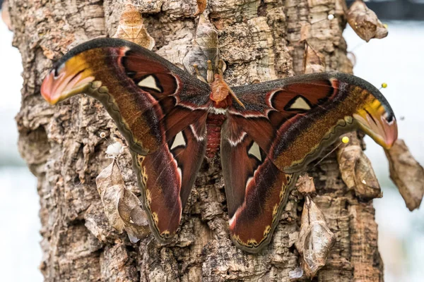 Attacus Las polillas del Atlas son uno de los lepidópteros más grandes del mundo —  Fotos de Stock