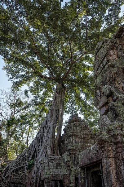 柬埔寨吴哥塔普伦古庙 — 图库照片