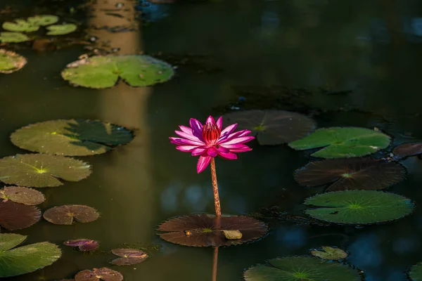 Flores de loto en el templo de Banteay Srei en Angkor, Camboya — Foto de Stock