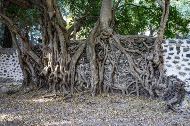 Gondar, Kuzey Etiyopya, Afrika Fasiladas hamamları
