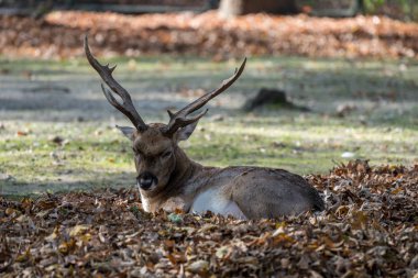 Alageyik, Dama dama ruminant bir memeli olduğu
