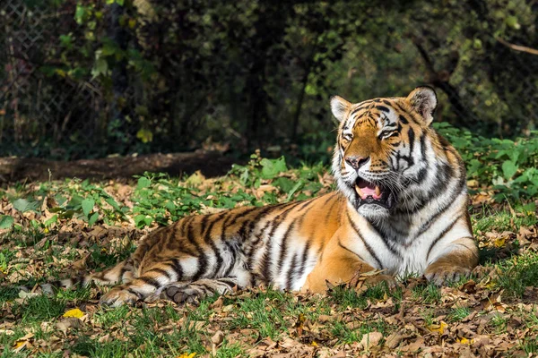 Der sibirische Tiger, Panthera tigris altaica im Zoo — Stockfoto