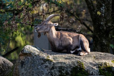 Erkek dağ dağ keçisi ya da bir kayaya oturan capra ibex