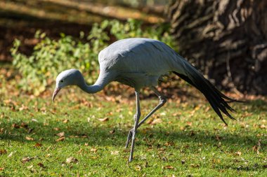 Mavi turna Grus paradisea, nesli tükenmekte olan bir kuştur