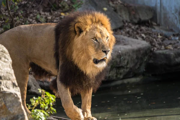O leão, Panthera leo é um dos quatro grandes gatos do gênero Panthera — Fotografia de Stock