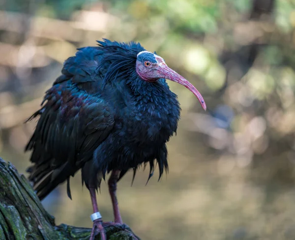 Βόρεια Bald ibis, Geronticus eremita στο ζωολογικό κήπο — Φωτογραφία Αρχείου