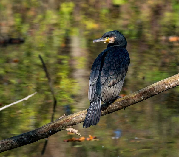 Der Kormoran, phalacrocorax carbo trocknet seine Federn. — Stockfoto