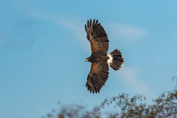 Halcón de Harriss, Parabuteo unicinctus, halcón alado en la bahía o halcón oscuro — Foto de Stock