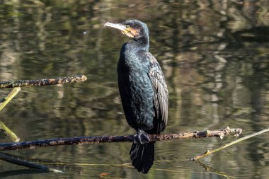 Büyük karabatak, Phalacrocorax carbo onun tüyleri kurutma.