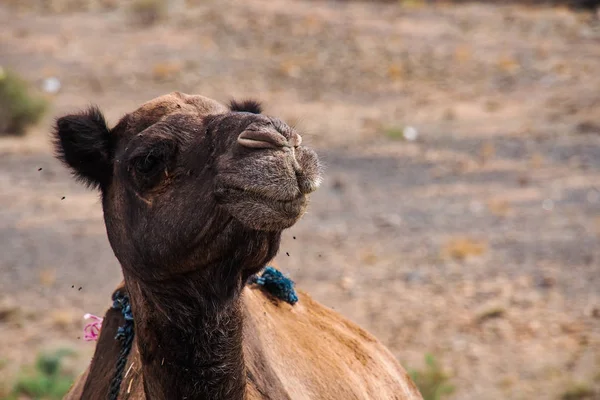 Camellos en montañas marroquíes entre Midelt abd Erfoud — Foto de Stock
