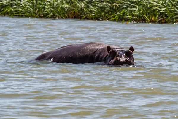 Hippo regardant hors de l'eau dans le lac Tana, Ethiopie — Photo