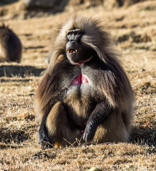 Gelada Baboon - Theropithecus Gelada. Montanhas Simien na Etiópia — Fotografia de Stock