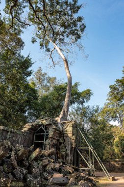 Antik Tapınağı, Ta Prohm, Angkor, Kamboçya